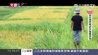 金黃稻穗隨風搖曳　守護部落文化