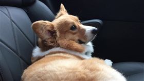 16:9
柯基小屁屁太可愛 主人伸狼爪偷捏
圖／翻攝自honeywithmuffin's IG
https://www.instagram.com/honeywithmuffin/