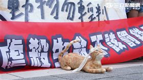 動保團體、樹黨為大橘子虐殺事件開記者會。林敬旻攝影