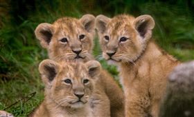 三隻小獅子。圖／Cotswold Wildlife Park