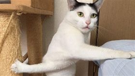 貓咪（圖／翻攝自每日郵報）