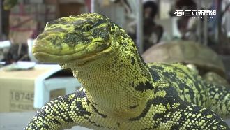 定格最後身影！標本製作師讓寵物重生