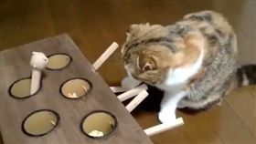 手動地鼠機　喵皇玩瘋
圖／翻攝自the.dailykitten's IG
https://www.instagram.com/the.dailykitten/