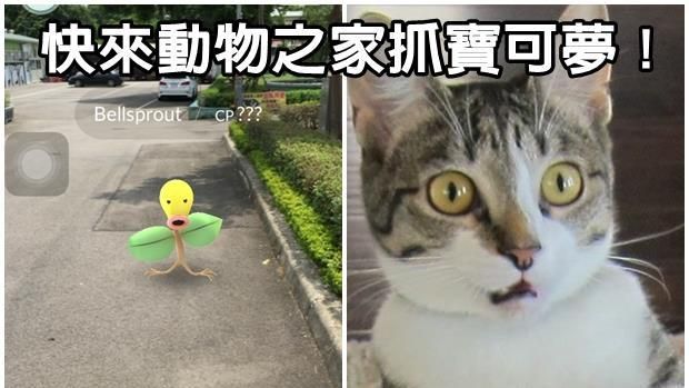 全台瘋抓寶可夢，動物之家也瘋狂！