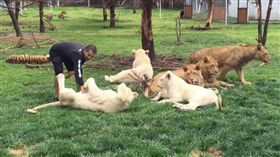 花豹,老虎,飼養員
翻攝自YouTube
https://www.youtube.com/watch?v=P5Gr0UQ6Lng