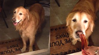 狗狗以為有玻璃　站門口不肯進家門