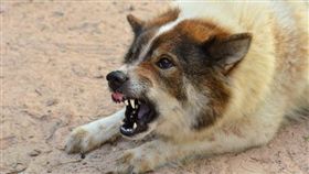 狗,露牙齒,咬人,寵物,生氣／Shutterstock