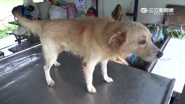 果農鬼月撿到普渡犬　專家揭古老習俗