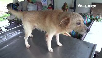 果農鬼月撿到普渡犬　專家揭古老習俗