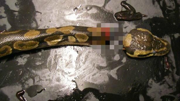 酒醉女痛下毒手　砍斷蟒蛇頭竟還生吞