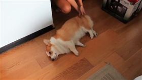 假日就是不想動！厭世柯基攤地不起　化身拖把幫忙拖地。資料來源https://www.instagram.com/loganthewelsh/