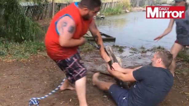 體驗徒手駕馭　竟遭失控鱷魚咬斷手指