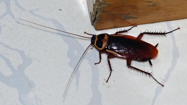 蟑螂永遠清不完？因為頭髮就能養活牠