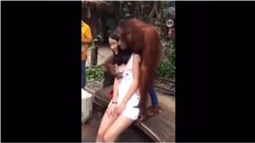 猩猩,少女　圖／翻攝自臉書