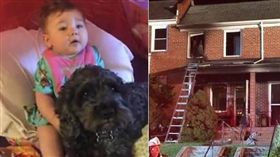 美國狗狗守護主人（圖／翻攝自Todos os Videos Imagens e Curiosidades臉書）