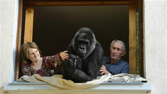 宛如電影情節　夫婦與猩猩同住18年