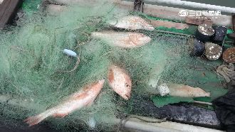 識貨賊專偷種魚　值25萬卻低價賣