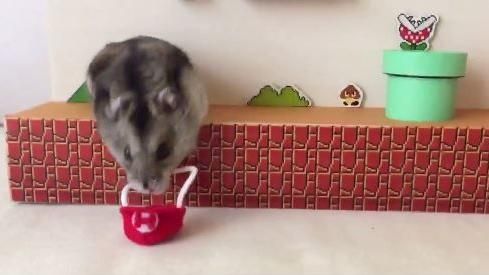 飼主巧手做遊戲場　倉鼠化身超級瑪莉