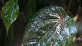 檳榔葉敷臉可淡斑？皮膚科醫師這樣說
圖/中央社