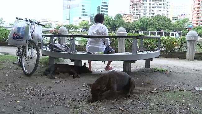 台東特定區嚴禁餵流浪犬貓　違者開罰