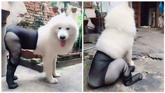 狗狗穿絲襪PO網　引爆網友正反論戰