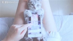 水汪汪大眼看你滑　「喵星人手機架」萌度破表！
圖/翻攝自EasyCoco美拍
