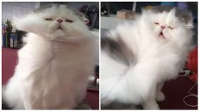 喵星人「眼神死」任吹風機狂吹　淡定坐如拍洗髮精廣告
圖／翻攝自臉書粉絲專頁「PhotoCats」