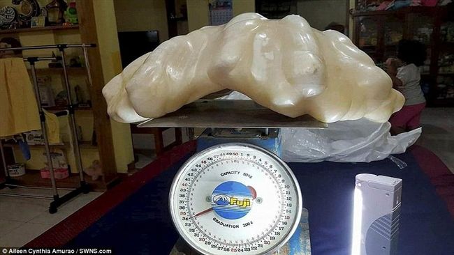 大珍珠價值32億　漁夫不識貨丟床底
