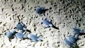 澎湖綠蠵龜保育 中央社