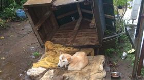 16:9
狗屋被吹倒　狗狗只好做日光浴
圖／翻攝自FLovebaseball's Twitter
https://twitter.com/FLovebaseball/status/767587279250477057