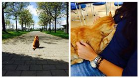 ▲Sammy撫慰學生心靈。（圖／翻攝自CampusCat Augsburg臉書）
https://www.facebook.com/CampusCatAux/photos
