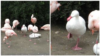 小鴨亂入紅鶴群　仿單腳站一秒變同類
