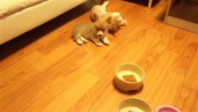 16:9
壞主人敲碗吸引柯基 5隻小吃貨全部上當
圖／翻攝自samcorgi's IG
https://www.instagram.com/p/BJWhhjJhaN7/