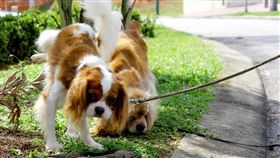 狗狗尿尿／達志影像