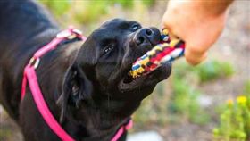 狗、咬人／達志影像／美聯社