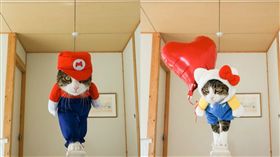 貓咪大玩變裝秀。（圖／翻攝自psmaaru Instagram）