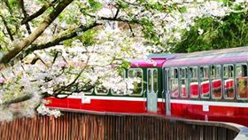 觀光、阿里山國家公園、旅遊、遊客 （圖／農委會林務局網站）
