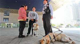 導盲犬只能待在角落？餐廳最高會被罰5萬
