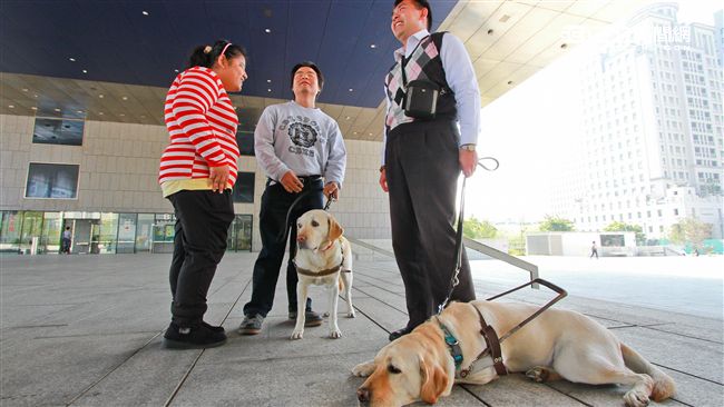 導盲犬只能待在角落？餐廳最高罰5萬