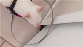 狗-imgur.com-http://imgur.com/gallery/cVHBfme