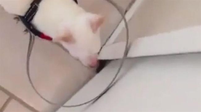 眼盲犬不敢走動　暖主人製作防撞圈