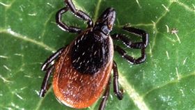 壁蝨成蟲（圖／翻攝自維基百科）