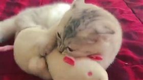 16:9
小貓咪激戰老鼠娃娃　打到摔下床
圖／翻攝自miss_korea_leyla's IG
https://www.instagram.com/p/BDemISYEaUI/