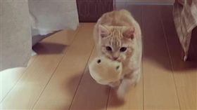 16:9
喵玩愛上你丟我撿　貓奴崩潰：你是狗嗎？
圖／翻攝自pooh0403's IG
https://www.instagram.com/p/BIr-SlrDBMB/