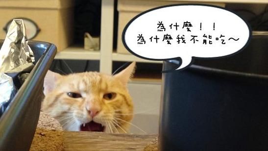 搞懂貓咪到底在「喵～」什麼！（上）
