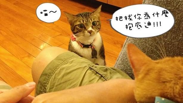 搞懂貓咪到底在「喵～」什麼！（中）