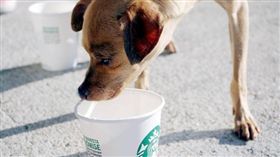 毛小孩有福了！美星巴克推出狗狗星冰樂　萌犬喝完超滿足。資料來源：instagram