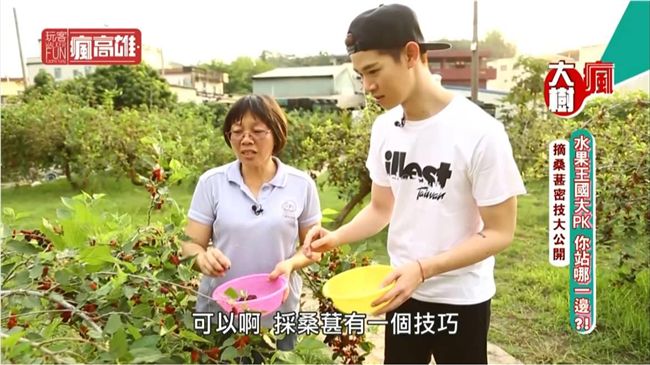 桑椹酸甜香  逍遙快活農家樂