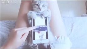 貓,寵物 圖／翻攝自臉書