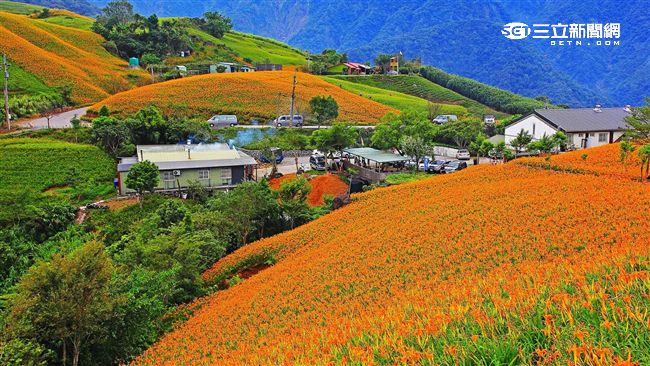 花蓮賞金針花　花海專車帶你玩轉花蓮